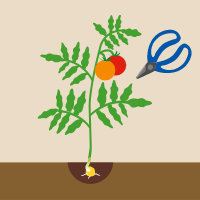果菜：収穫のイラスト