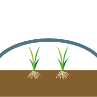 水稲：土づくり・苗づくりのイラスト