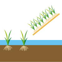 水稲：植付けのイラスト