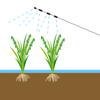 水稲：追肥入れ・予防のイラスト