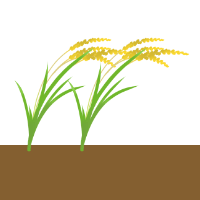 水稲：収穫のイラスト
